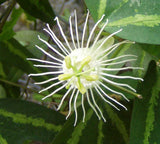 Passiflora tricuspis | 5_Seeds