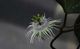 Passiflora trifasciata | Tri-colored Passion Vine | 20_Seeds