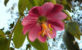 Passiflora tripartita | Tacso | Tumbo | Curuba | Banana Poka | 10_Seeds