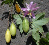 Passiflora tripartita | Tacso | Tumbo | Curuba | Banana Poka | 10_Seeds