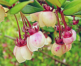 Ugni molinae | Chilean Guava | Strawberry Myrtle | 10_Seeds
