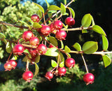 Ugni molinae | Chilean Guava | Strawberry Myrtle | 10_Seeds