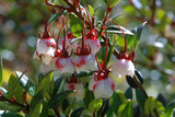 Ugni molinae | Chilean Guava | Strawberry Myrtle | 10_Seeds