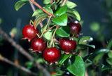 Ugni molinae | Chilean Guava | Strawberry Myrtle | 10_Seeds
