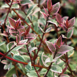Ugni molinae | Chilean Guava | Strawberry Myrtle | 10_Seeds
