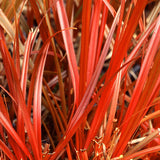 Uncinia egmontiana | Orange Hook & Egmont Hook Sedge | 50_Seeds