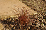 Uncinia egmontiana | Orange Hook & Egmont Hook Sedge | 50_Seeds