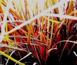 Uncinia egmontiana | Orange Hook & Egmont Hook Sedge | 50_Seeds
