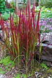 Uncinia egmontiana | Orange Hook & Egmont Hook Sedge | 50_Seeds