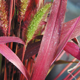 Uncinia egmontiana | Orange Hook & Egmont Hook Sedge | 50_Seeds