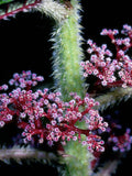 Urera baccifera | Nettle Tree | Chichaste | Ortiga | 10_Seeds