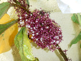 Urera baccifera | Nettle Tree | Chichaste | Ortiga | 10_Seeds