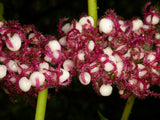 Urera baccifera | Nettle Tree | Chichaste | Ortiga | 10_Seeds