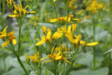 Verbesina occidentalis | Yellow Wingstem | Crown-Beard | 20_Seeds