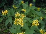Verbesina occidentalis | Yellow Wingstem | Crown-Beard | 20_Seeds