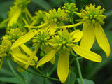 Verbesina occidentalis | Yellow Wingstem | Crown-Beard | 20_Seeds