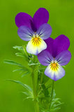 Viola tricolor Helen Mount | Johnny Jump Up | Heartsease | 200_Seeds