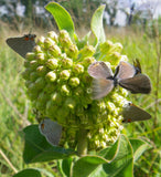Asclepias viridiflora | Green Comet Milkweed | 10_Seeds
