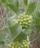 Asclepias viridiflora | Green Comet Milkweed | 10_Seeds