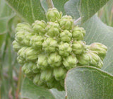 Asclepias viridiflora | Green Comet Milkweed | 10_Seeds