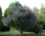 Vitex agnus-castus | Monks Pepper | Chaste Tree | 10_Seeds