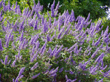 Vitex agnus-castus | Monks Pepper | Chaste Tree | 10_Seeds