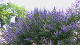 Vitex agnus-castus | Monks Pepper | Chaste Tree | 10_Seeds