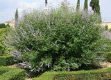 Vitex agnus-castus | Monks Pepper | Chaste Tree | 10_Seeds