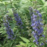Vitex agnus-castus | Monks Pepper | Chaste Tree | 10_Seeds