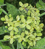 Ptelea trifoliata | Hoptree | Stinking Ash | Wafer Ash | 20_Seeds