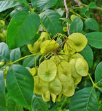 Ptelea trifoliata | Hoptree | Stinking Ash | Wafer Ash | 20_Seeds