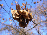 Ptelea trifoliata | Hoptree | Stinking Ash | Wafer Ash | 20_Seeds