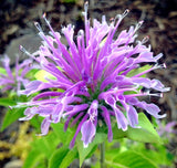 Monarda fistulosa Wahpe Washtemna | 100_Seeds