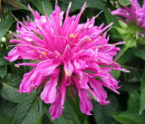 Monarda fistulosa Wahpe Washtemna | 100_Seeds