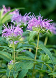 Monarda fistulosa Wahpe Washtemna | 100_Seeds