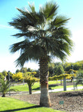 Washingtonia robusta | Mexican fan palm | Skyduster | 10_Seeds