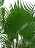 Washingtonia robusta | Mexican fan palm | Skyduster | 10_Seeds