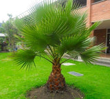 Washingtonia robusta | Mexican fan palm | Skyduster | 10_Seeds