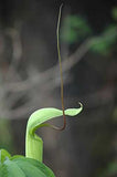 Arisaema tortuosum | Whipcord Cobra Lily | 10_Seeds
