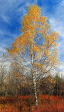 Betula papyrifera | White Paper Birch | Canoe Birch | 100_Seeds