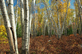 Betula papyrifera | White Paper Birch | Canoe Birch | 100_Seeds