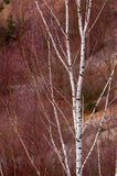 Betula papyrifera | White Paper Birch | Canoe Birch | 100_Seeds