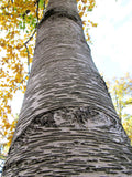 Betula papyrifera | White Paper Birch | Canoe Birch | 100_Seeds