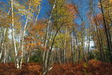 Betula papyrifera | White Paper Birch | Canoe Birch | 100_Seeds
