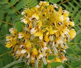 Senna hebecarpa | Wild Cassia | Wild American Senna | 100_Seeds