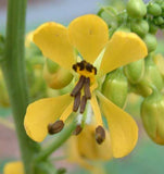 Senna hebecarpa | Wild Cassia | Wild American Senna | 100_Seeds