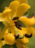 Senna hebecarpa | Wild Cassia | Wild American Senna | 100_Seeds