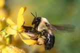 Senna hebecarpa | Wild Cassia | Wild American Senna | 100_Seeds