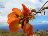 Adenanthera pavonina | False Wiliwili | Red-Bead Tree | 10_Seeds