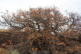 Adenanthera pavonina | False Wiliwili | Red-Bead Tree | 10_Seeds